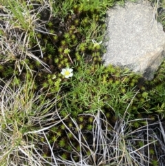 Ranunculus millanii at Munyang, NSW - 22 Jan 2023