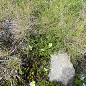 Ranunculus millanii at Munyang, NSW - 22 Jan 2023