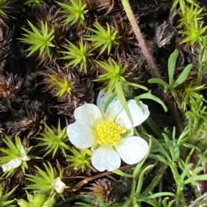 Ranunculus millanii at Munyang, NSW - 22 Jan 2023