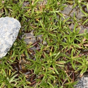 Brachyscome stolonifera at Kosciuszko, NSW - 22 Jan 2023 09:44 AM