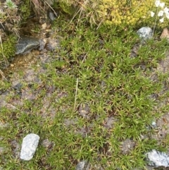 Brachyscome stolonifera at Kosciuszko, NSW - 22 Jan 2023 09:44 AM