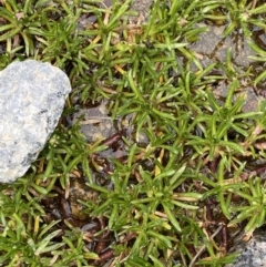 Brachyscome stolonifera at Kosciuszko, NSW - 22 Jan 2023 09:44 AM