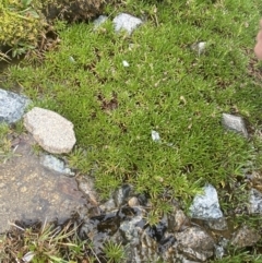 Brachyscome stolonifera at Kosciuszko, NSW - 22 Jan 2023 09:44 AM