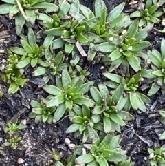 Plantago glacialis (Snow Star-Plantain) at Munyang, NSW - 21 Jan 2023 by Tapirlord