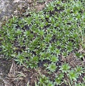 Plantago glacialis at Munyang, NSW - 22 Jan 2023 08:10 AM