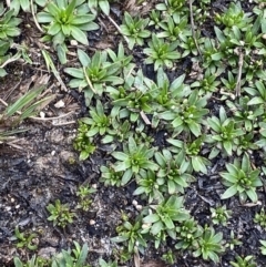 Plantago glacialis at Munyang, NSW - 22 Jan 2023