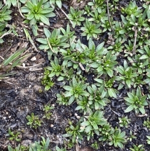 Plantago glacialis at Munyang, NSW - 22 Jan 2023 08:10 AM