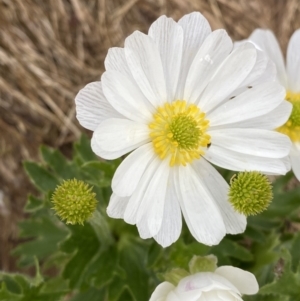 Ranunculus anemoneus at Kosciuszko, NSW - 22 Jan 2023 08:09 AM