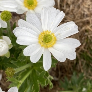 Ranunculus anemoneus at Kosciuszko, NSW - 22 Jan 2023 08:09 AM