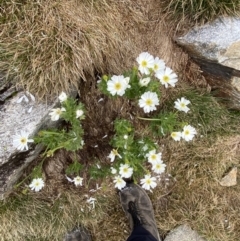 Ranunculus anemoneus at Kosciuszko, NSW - 22 Jan 2023 08:09 AM