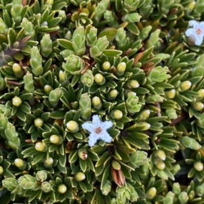 Pentachondra pumila (Carpet Heath) at Munyang, NSW - 22 Jan 2023 by Tapirlord