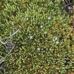 Pentachondra pumila at Munyang, NSW - 22 Jan 2023