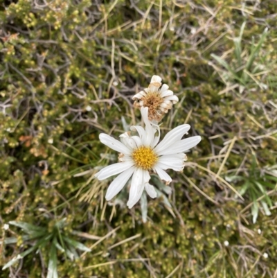 Celmisia costiniana (Costin's Snow Daisy) at Kosciuszko National Park, NSW - 22 Jan 2023 by Tapirlord