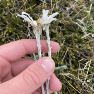 Celmisia costiniana at Kosciuszko National Park, NSW - 22 Jan 2023 08:00 AM