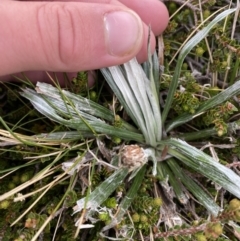 Celmisia costiniana at Kosciuszko National Park, NSW - 22 Jan 2023 08:00 AM