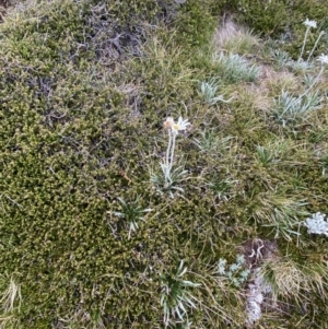 Celmisia costiniana at Kosciuszko National Park, NSW - 22 Jan 2023 08:00 AM