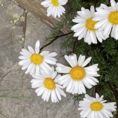 Brachyscome nivalis (Snow Daisy) at Kosciuszko National Park, NSW - 22 Jan 2023 by Tapirlord