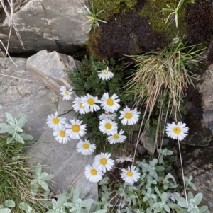 Brachyscome nivalis at Kosciuszko National Park, NSW - 22 Jan 2023 07:49 AM