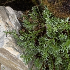 Brachyscome nivalis at Kosciuszko National Park, NSW - 22 Jan 2023 07:49 AM