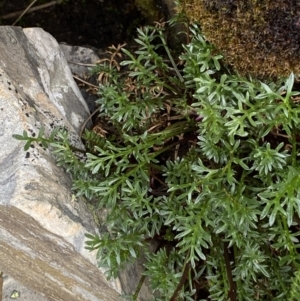 Brachyscome nivalis at Kosciuszko National Park, NSW - 22 Jan 2023