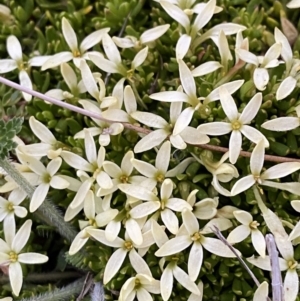 Stackhousia pulvinaris at Kosciuszko National Park, NSW - 22 Jan 2023