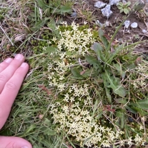 Stackhousia pulvinaris at Kosciuszko National Park, NSW - 22 Jan 2023