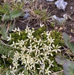 Stackhousia pulvinaris at Kosciuszko National Park, NSW - 22 Jan 2023