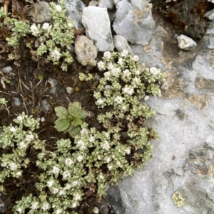 Ewartia nubigena at Geehi, NSW - 22 Jan 2023