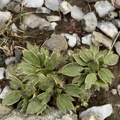 Ranunculus acrophilus (Feldmark Buttercup) at Kosciuszko National Park, NSW - 21 Jan 2023 by Tapirlord