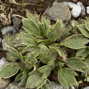 Ranunculus acrophilus at Kosciuszko National Park, NSW - 22 Jan 2023