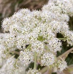 Aciphylla glacialis (Mountain Celery) at Munyang, NSW - 21 Jan 2023 by Tapirlord