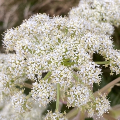 Aciphylla glacialis (Mountain Celery) at Munyang, NSW - 22 Jan 2023 by Tapirlord