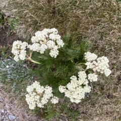 Aciphylla glacialis at Munyang, NSW - 22 Jan 2023