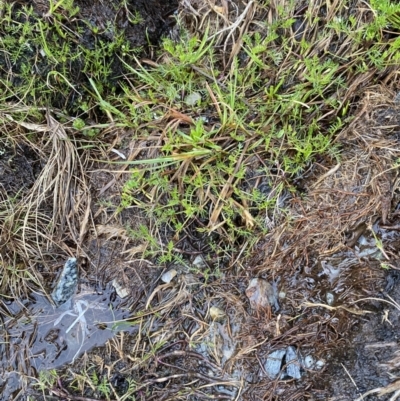 Brachyscome nivalis (Snow Daisy) at Munyang, NSW - 22 Jan 2023 by Tapirlord