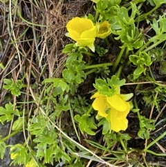 Ranunculus niphophilus (Snow Buttercup) at Munyang, NSW - 22 Jan 2023 by Tapirlord