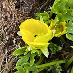 Ranunculus niphophilus at Munyang, NSW - 22 Jan 2023 06:40 AM