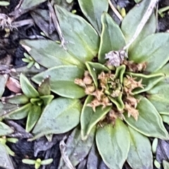 Plantago muelleri (Star Plantain) at Kosciuszko National Park, NSW - 22 Jan 2023 by Tapirlord