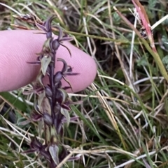 Paraprasophyllum tadgellianum (Tadgell's leek orchid) at Kosciuszko National Park, NSW - 22 Jan 2023 by Tapirlord