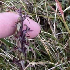 Prasophyllum tadgellianum (Tadgell's leek orchid) at Kosciuszko National Park - 21 Jan 2023 by Tapirlord