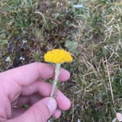 Craspedia maxgrayi (Woolly Billy Buttons) at Munyang, NSW - 22 Jan 2023 by Tapirlord