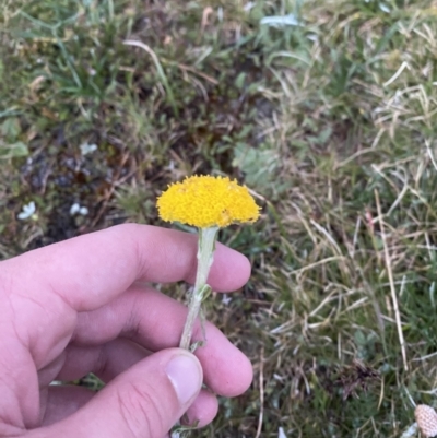 Craspedia maxgrayi (Woolly Billy Buttons) at Munyang, NSW - 21 Jan 2023 by Tapirlord