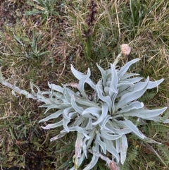 Craspedia maxgrayi at Munyang, NSW - 22 Jan 2023