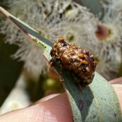Cadmus (Cyphodera) chlamydiformis (Leaf beetle) at Googong, NSW - 7 Feb 2023 by Wandiyali