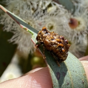 Cadmus (Cyphodera) chlamydiformis at Googong, NSW - suppressed