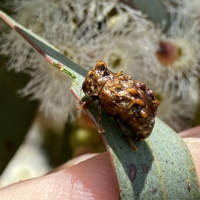 Cadmus (Cyphodera) chlamydiformis (Leaf beetle) at Wandiyali-Environa Conservation Area - 7 Feb 2023 by Wandiyali
