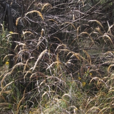 Dichelachne crinita (Long-hair Plume Grass) at Hawker, ACT - 23 Jan 2023 by pinnaCLE