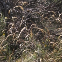Dichelachne crinita (Long-hair Plume Grass) at Hawker, ACT - 22 Jan 2023 by pinnaCLE