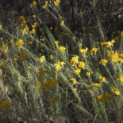 Chrysocephalum semipapposum (Clustered Everlasting) at Hawker, ACT - 22 Jan 2023 by pinnaCLE