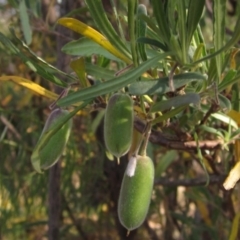 Billardiera scandens (Hairy Apple Berry) at Hawker, ACT - 23 Jan 2023 by pinnaCLE