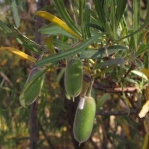 Billardiera scandens at Hawker, ACT - 23 Jan 2023